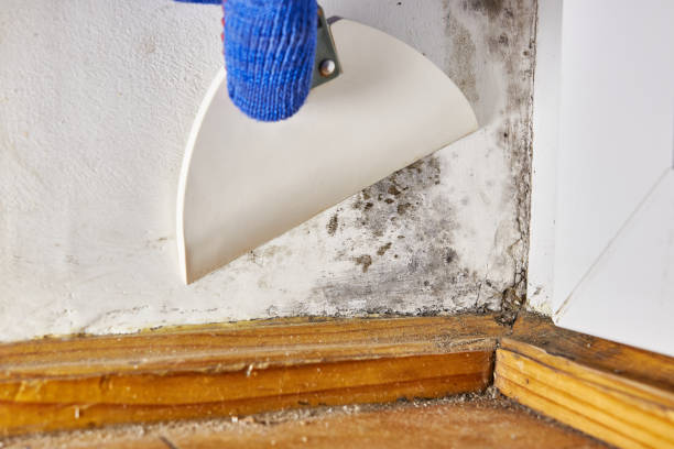 Best Asbestos and Lead Testing During Mold Inspection  in Gautier, MS